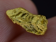 1.83 Gram Nevada Gold Nugget